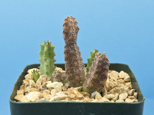 http://www.cloudjungle.com/cloudjungle/Asclepiadaceae/Huernia/Huernia zebrina.jpg